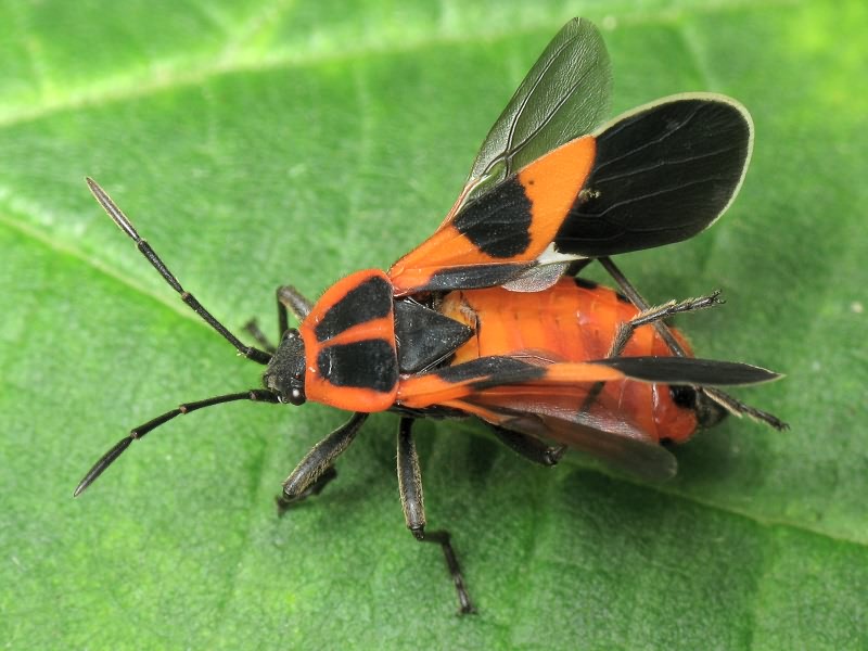 Tropidothorax leucopterus (Goeze, 1778)